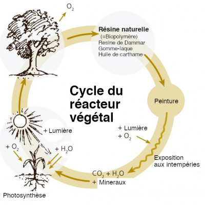 Aglaia-cycle-vegetal